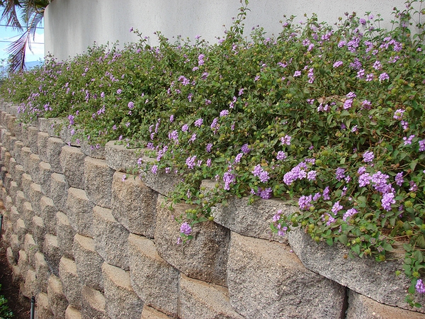 Lantana montevidensis