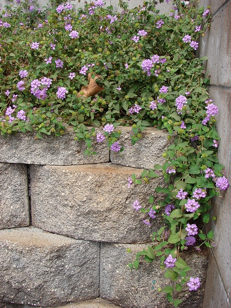 Lantana montevidensis