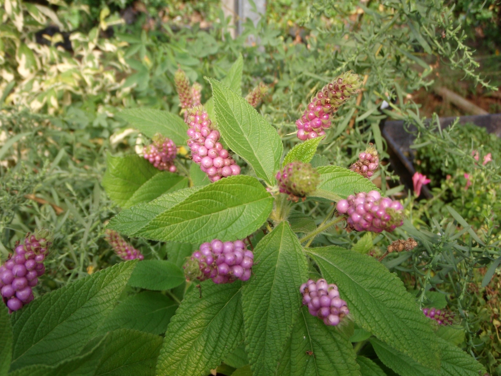 Lantana trifolia