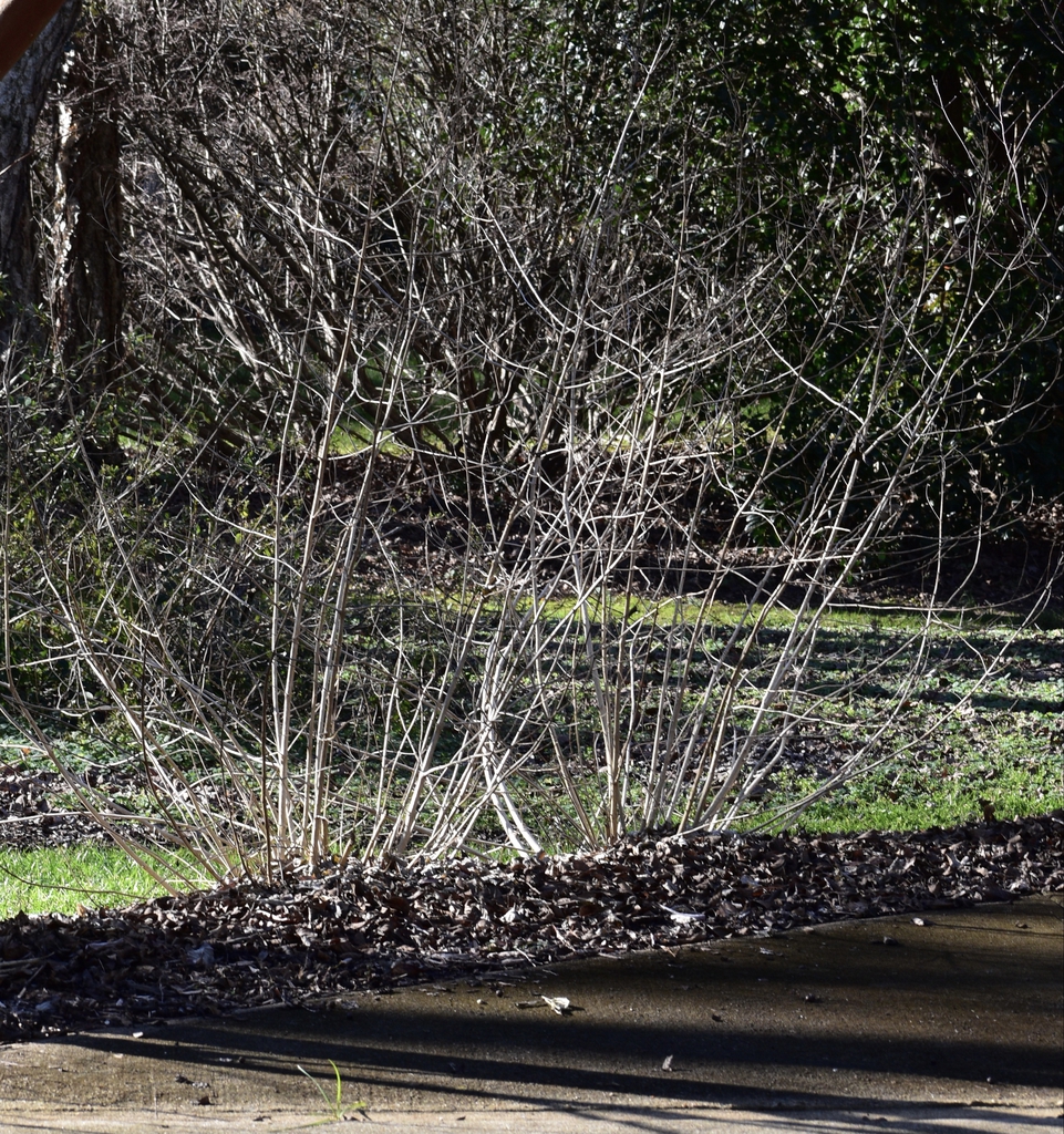 Lantana camara 'Miss Huff'