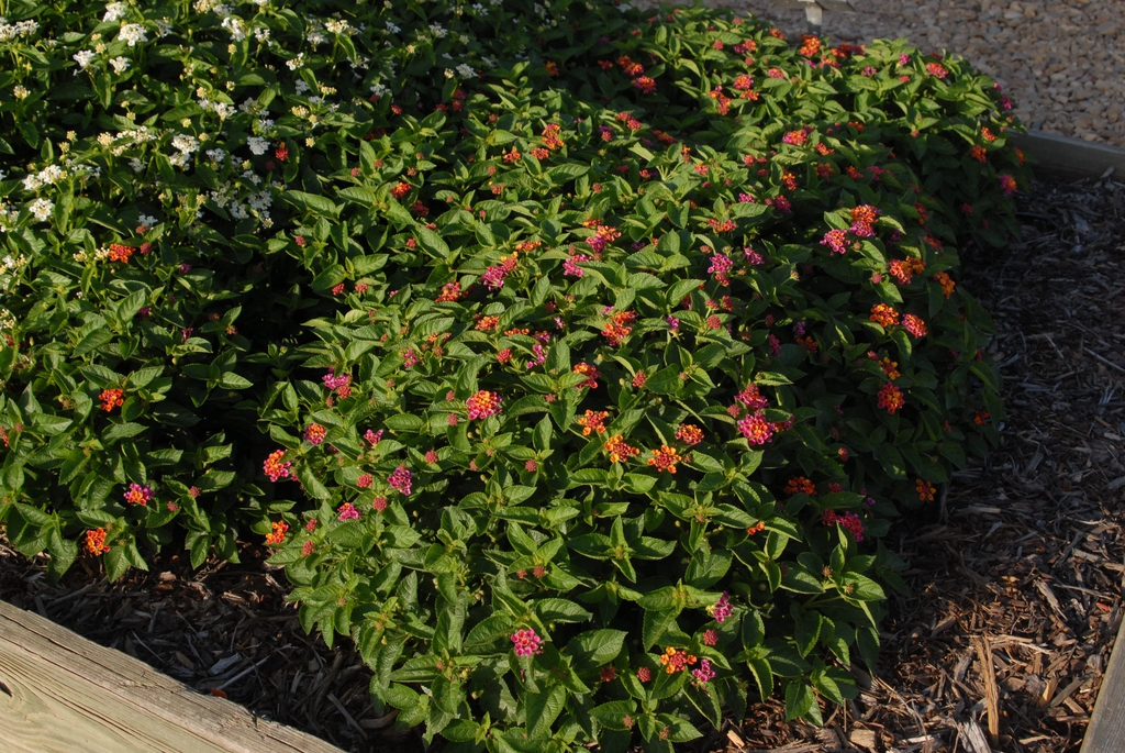 Compact shrub with yellow, orange and fuchsia flowers.