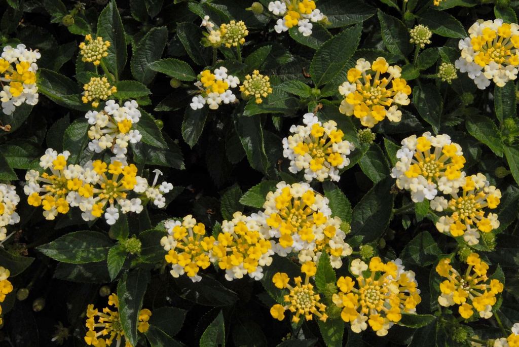 Compact shrub with yellow flowers.