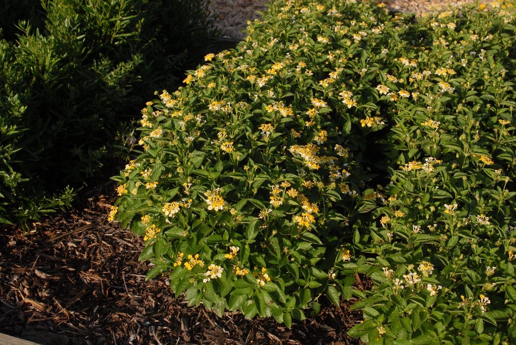 Compact shrub with yellow flowers.