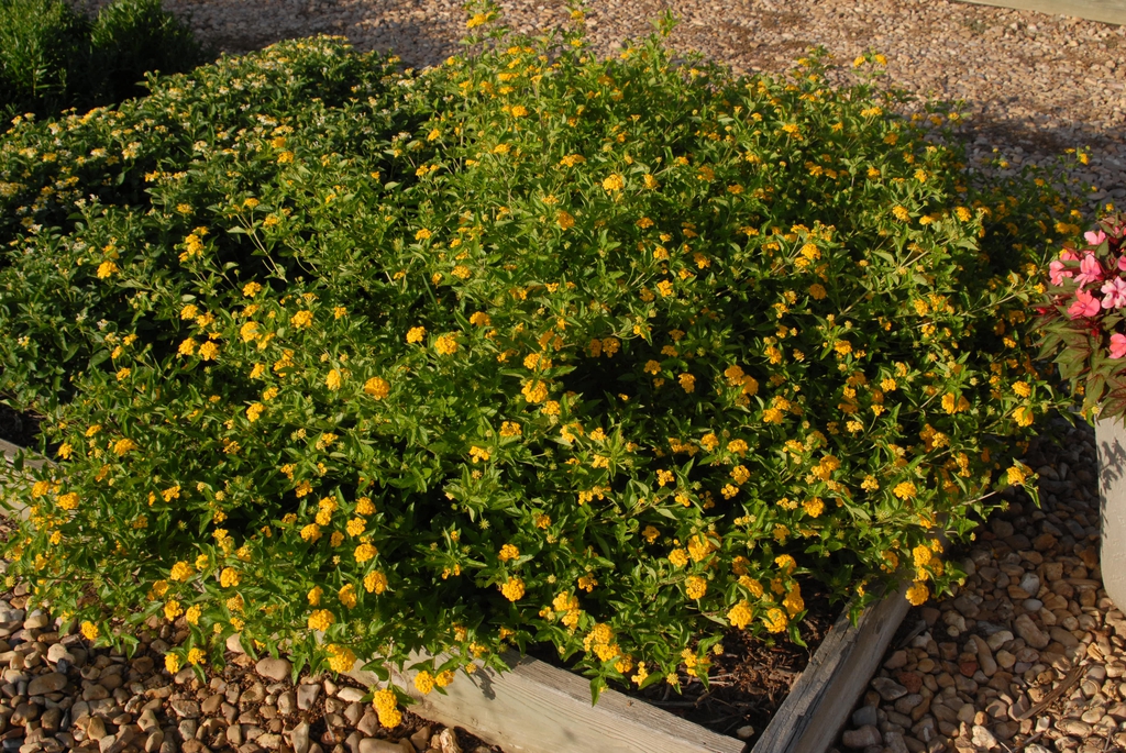 Trailing subshrub with golden yellow flowers.