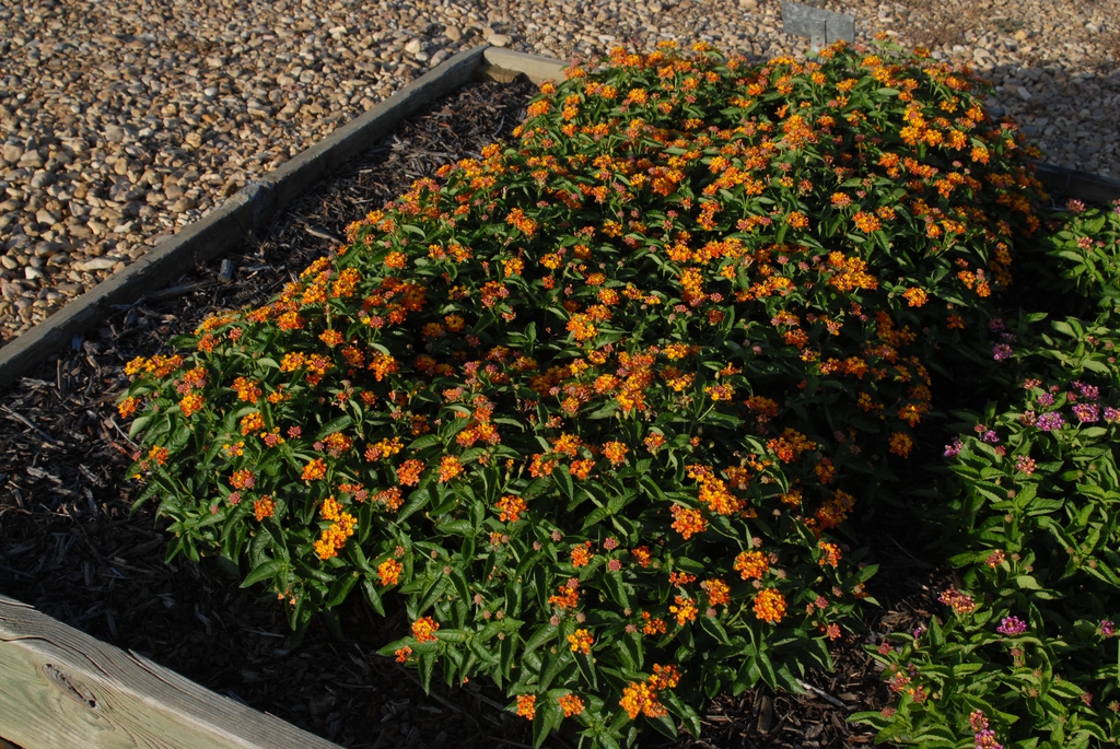 Compact shrub with orange flowers.