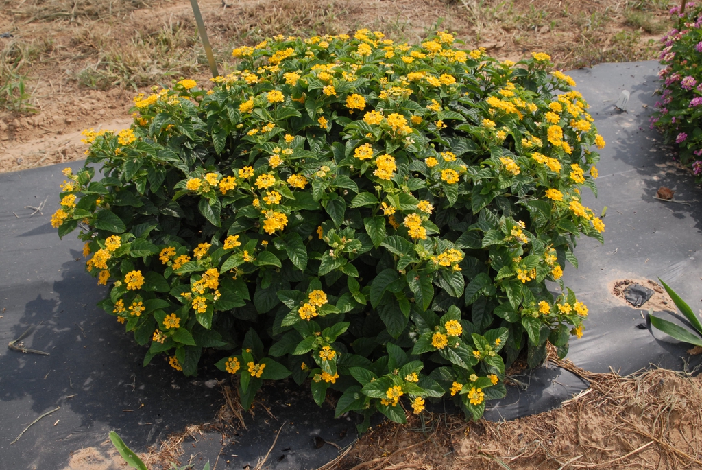 Compact shrub with yellow flowers.