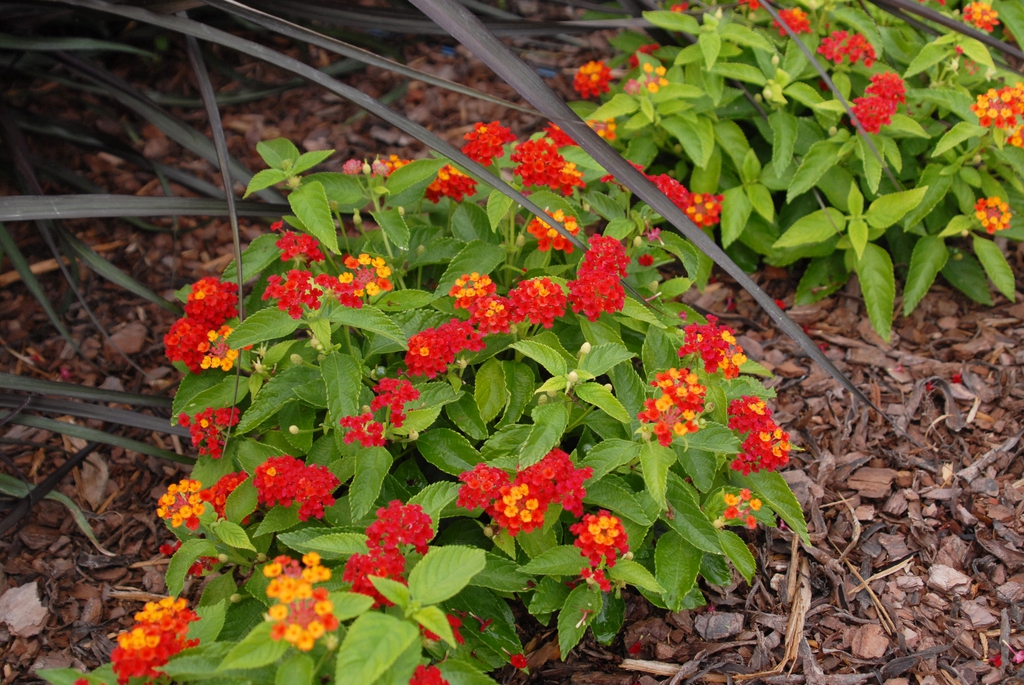 Compact shrub with orange and red flowers.