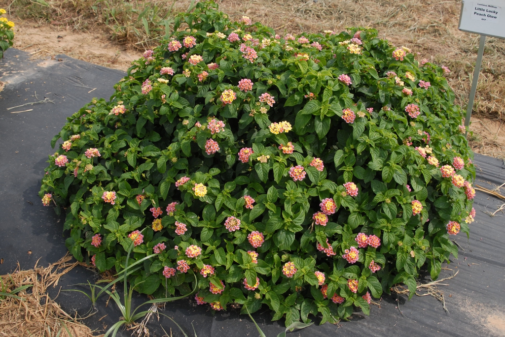 Compact shrub with yellow and pink flowers.