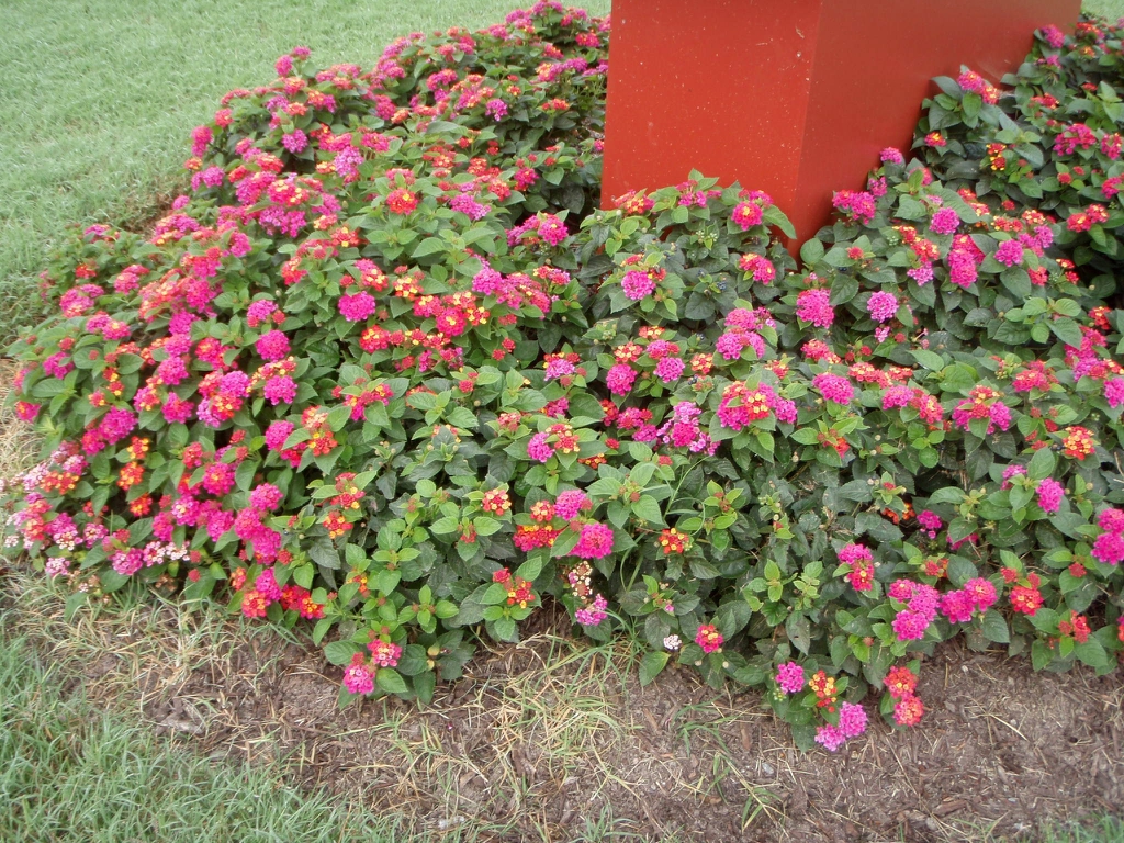 Ground cover in mix of red and fuchsia cultivars.
