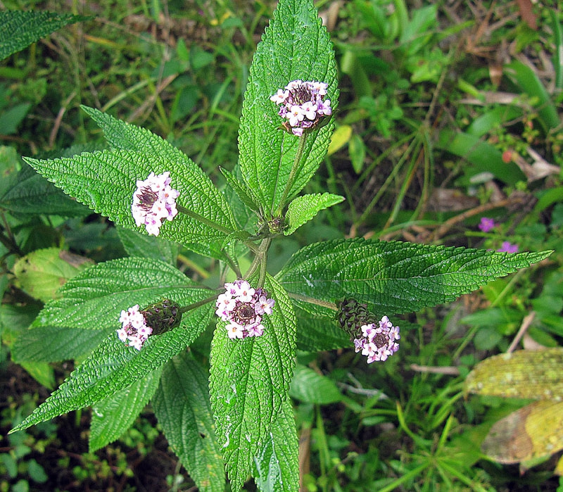 Leaves and flowers