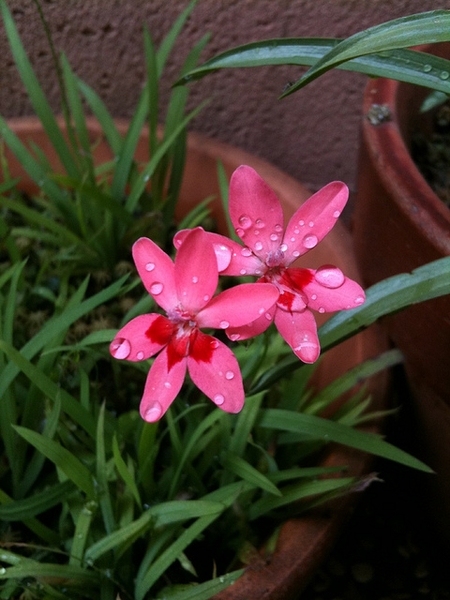 Lapeirousia laxa