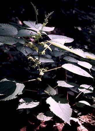 Laportea canadensis
