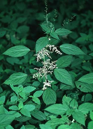 Laportea canadensis