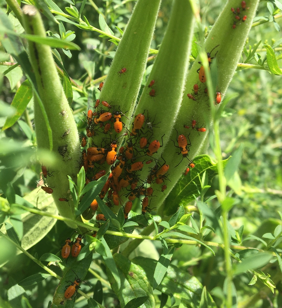 Large Swamp Milkweed bug young instars feeding on follicles