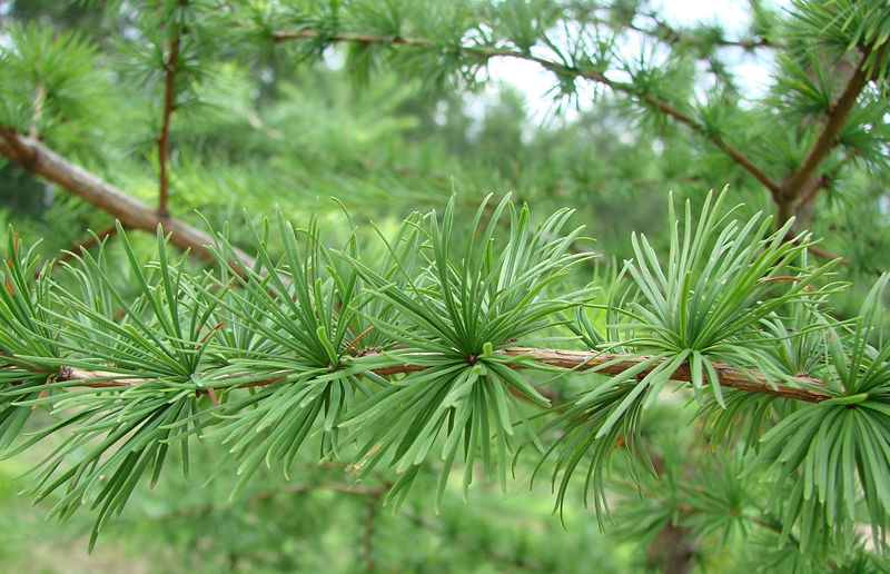 Larix decidua