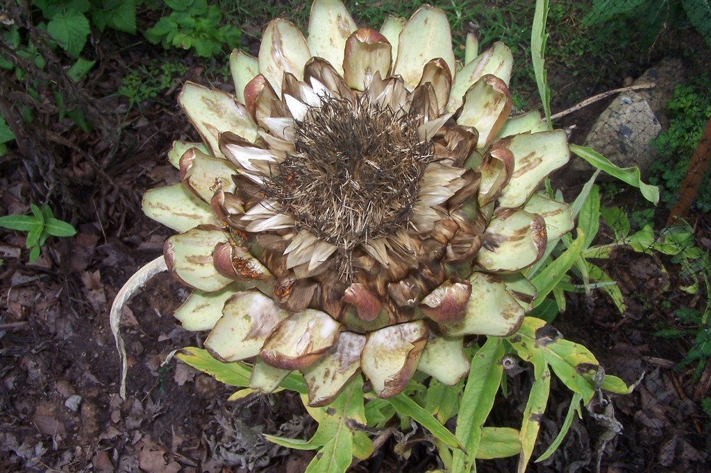 Late June Dry Blossom, Durham Co., NC