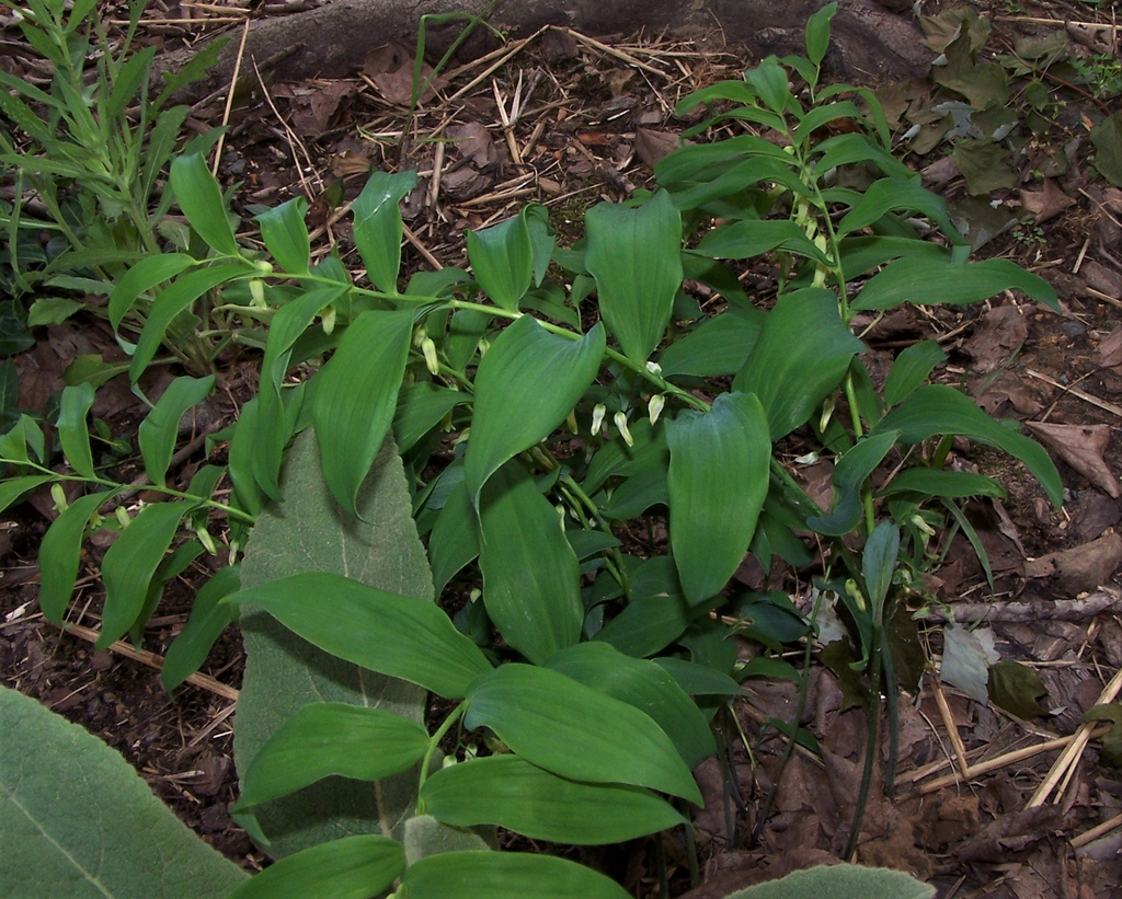 Late Spring - Durham County, NC
