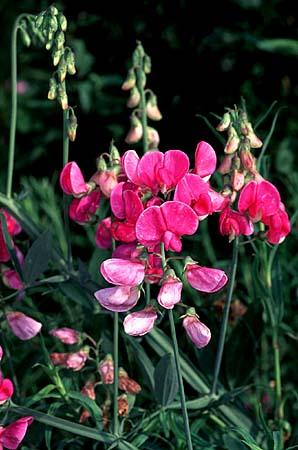 Lathyrus spp.