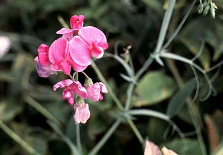 Lathyrus spp.