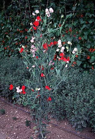 Lathyrus spp.