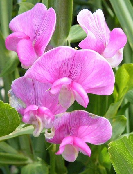 Lathyrus latifolius