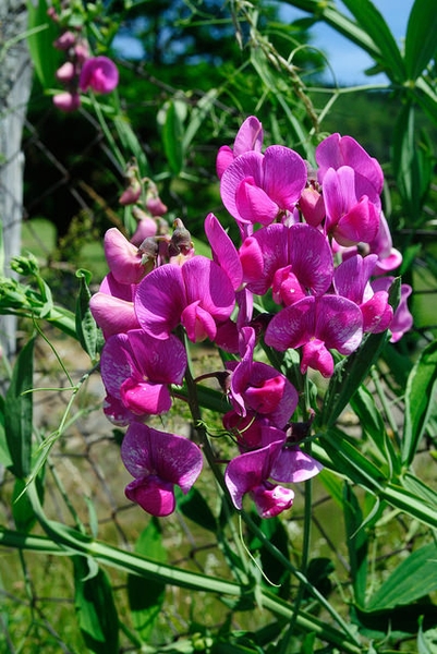 Lathyrus odoratus