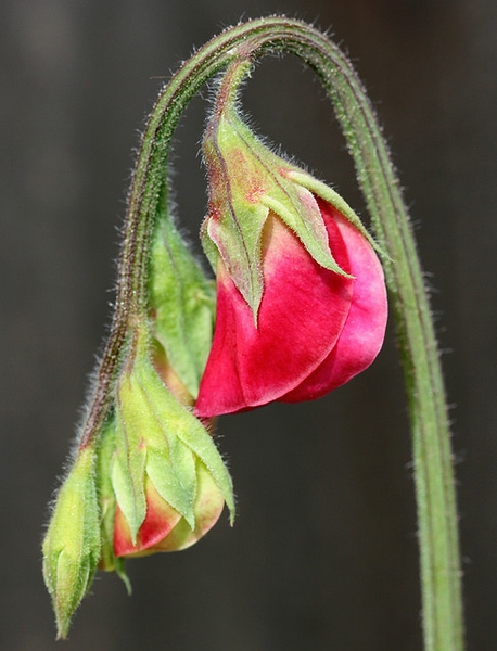 Lathyrus odoratus
