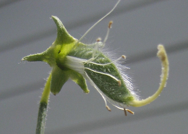 Lathyrus odoratus