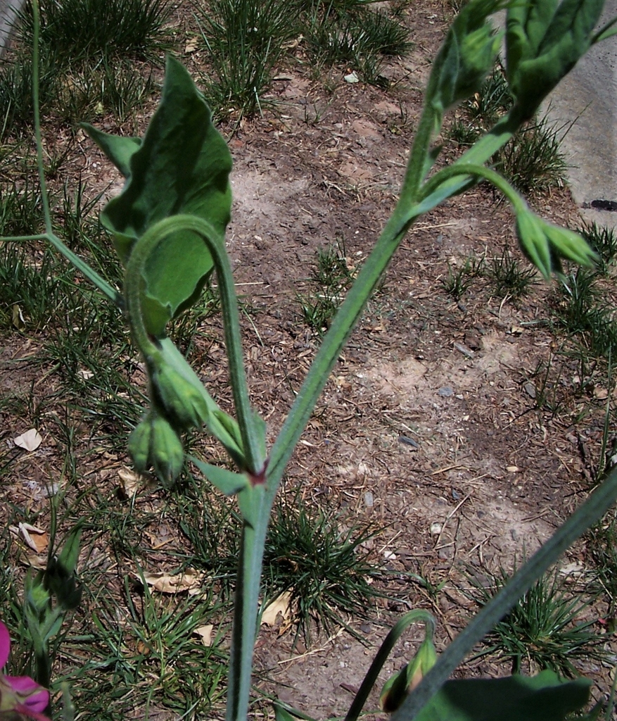 Buds - Late Spring - Durham Co., NC
