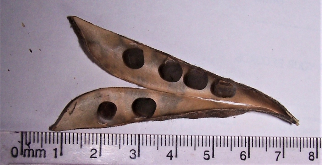 Seed Pod w/Seeds - July - Durham Co., NC