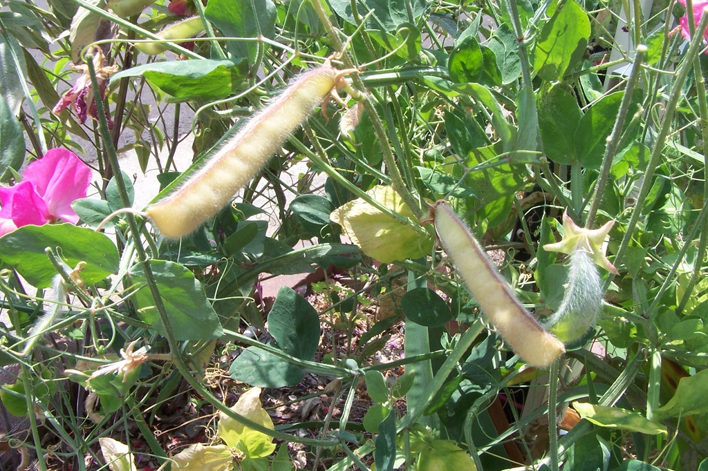Fruits - June - Durham Co., NC