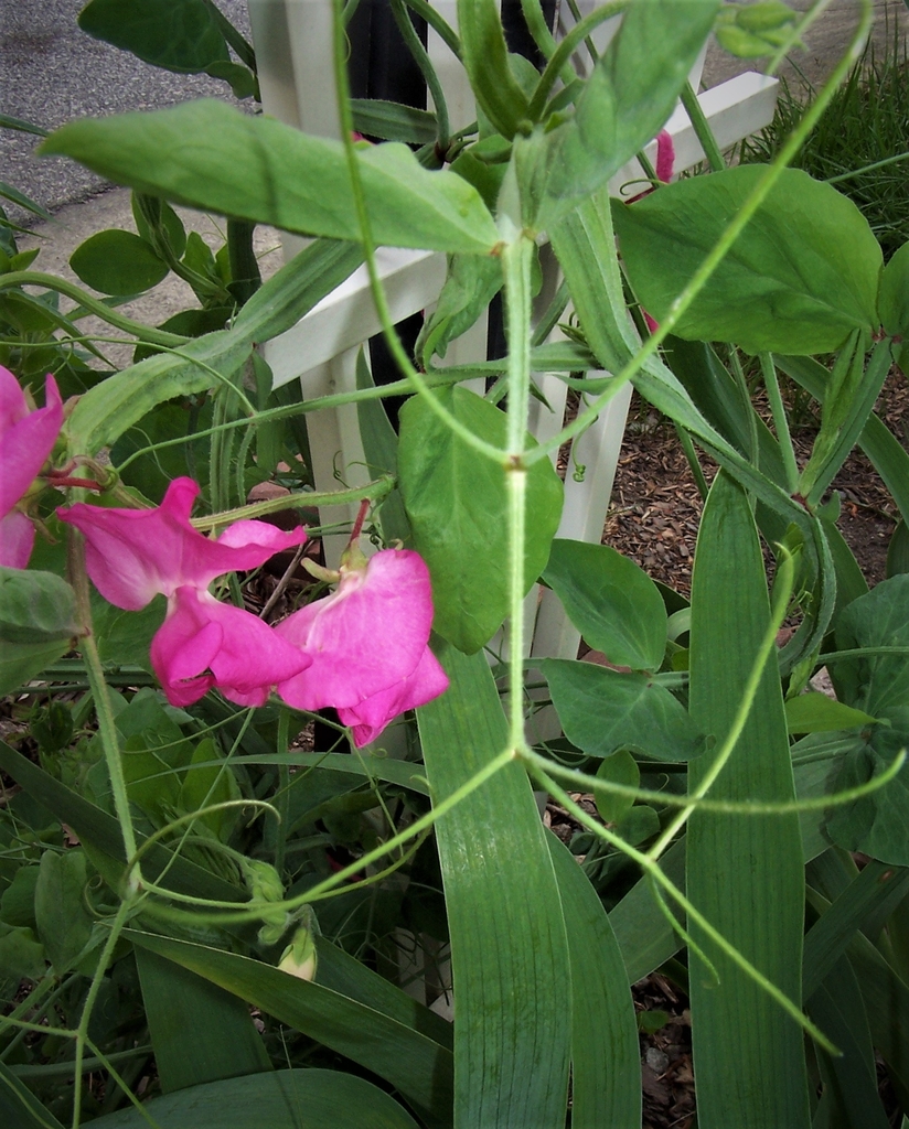 Stem Tip & Tendrils - Late Spring - Durham Co., NC
