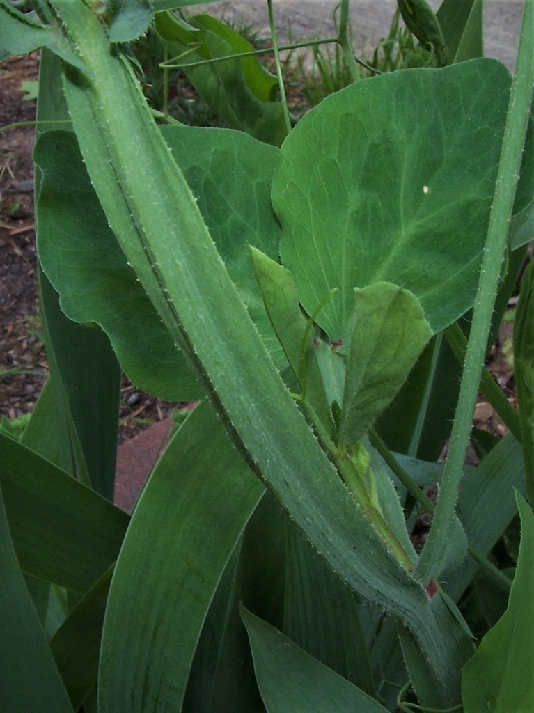 Stem & Leaf Detail - Late Spring - Durham Co., NC