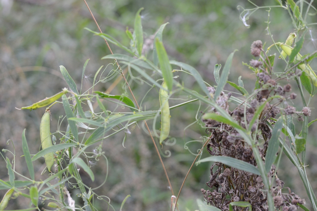 Legumes