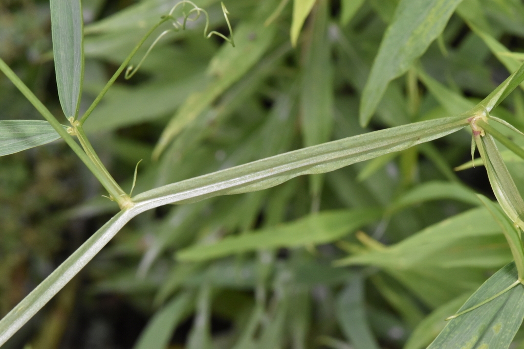 Stem, leaves and tendrils