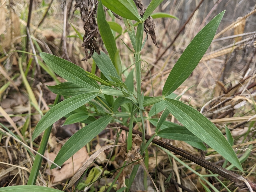 Compound leaves