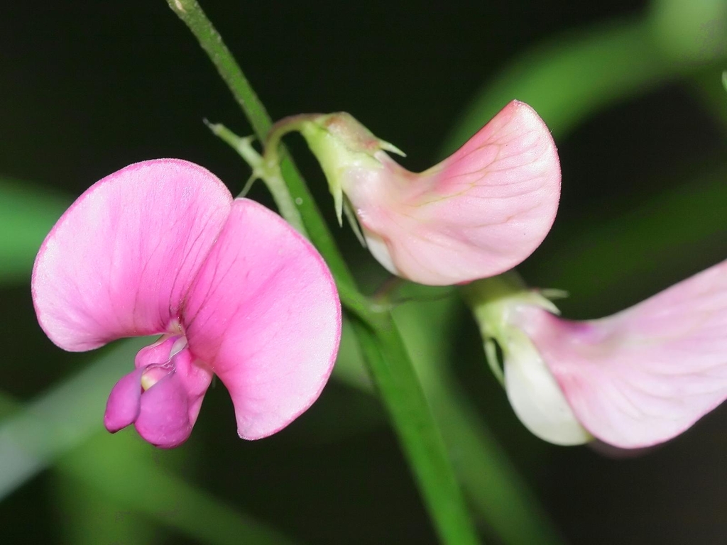 Flower detail