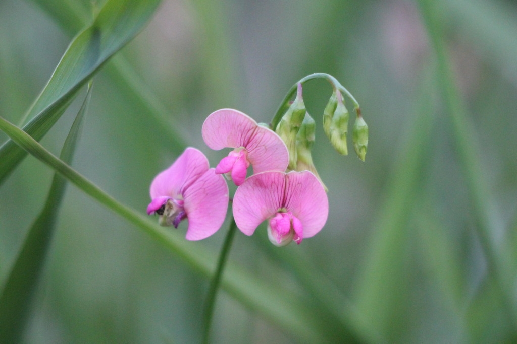 Inflorescence