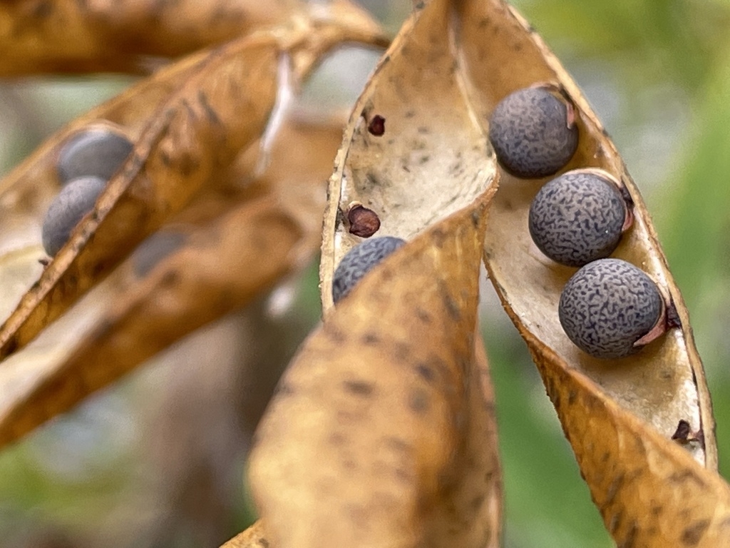 Dried legume