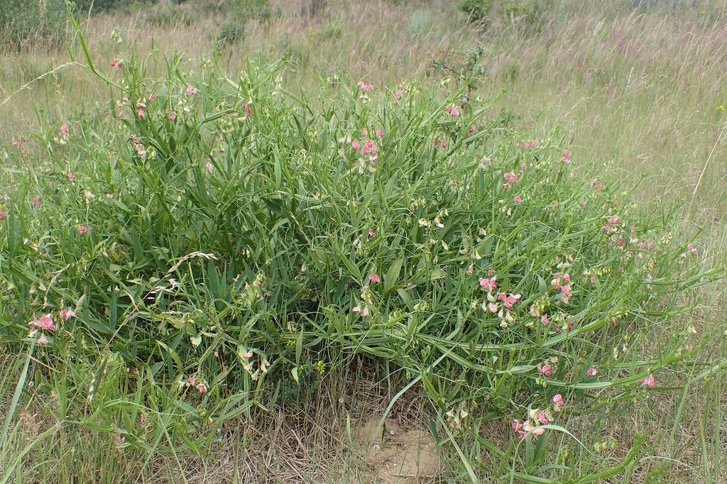 Form