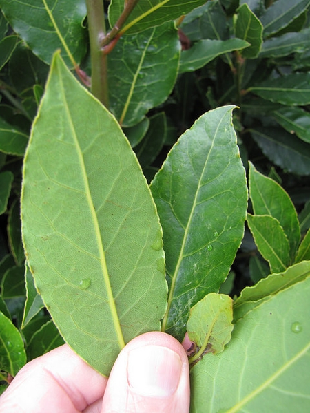Hand holding elliptical leaves showing upper & lower surfaces.