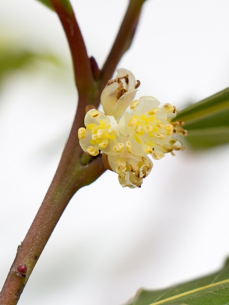 Close-up of axillary cluster of male flowers.