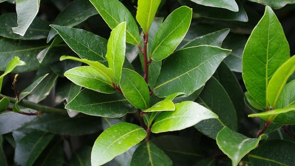 Shoot with elongate elliptical leaves with acute apices