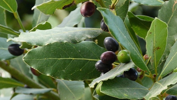 Leaves and a cluster of purple-black drupes.