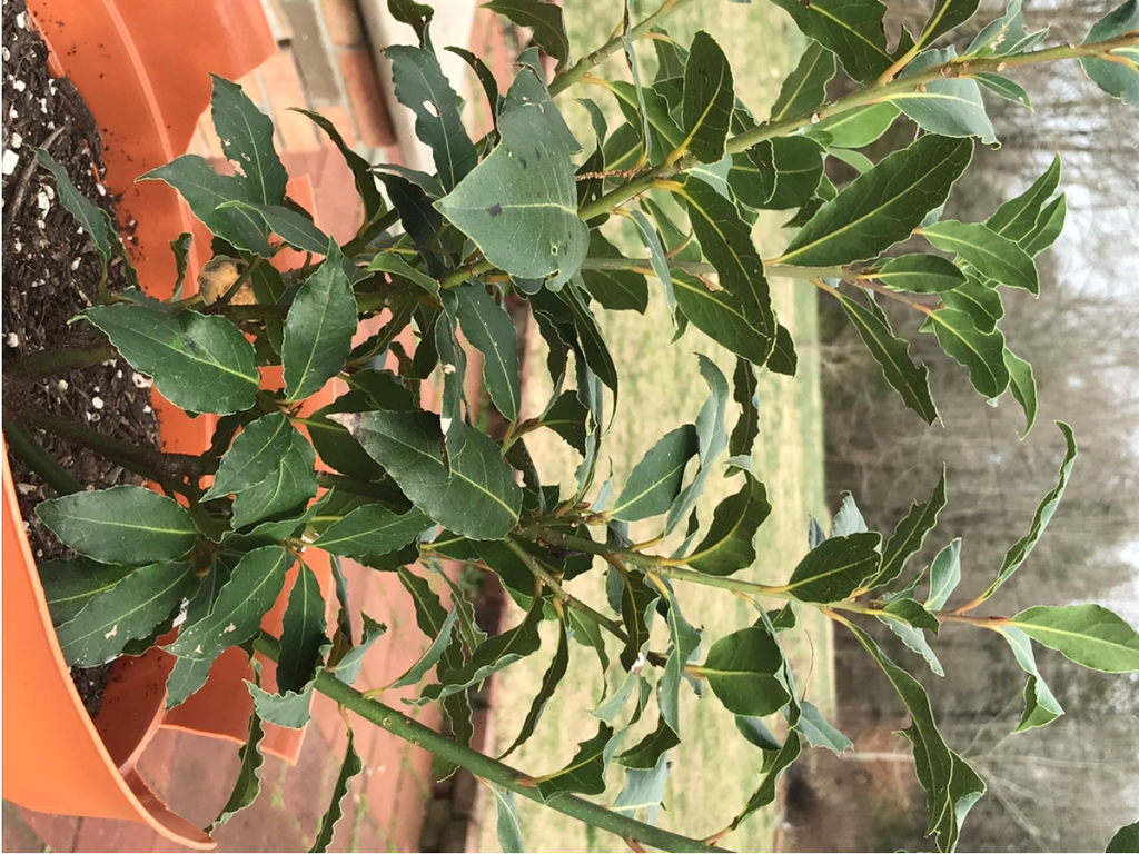 Small potted plant with numerous leafy shoots.