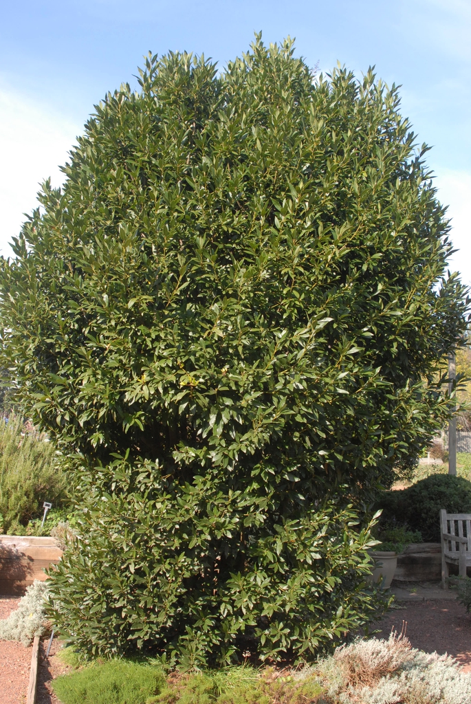 Dense, large shrub with rounded crown.