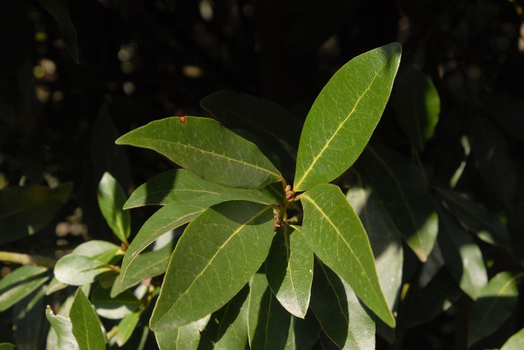 Shoot with narrowly elliptical leaves with pointed tips.