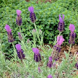 Lavendula stoechas