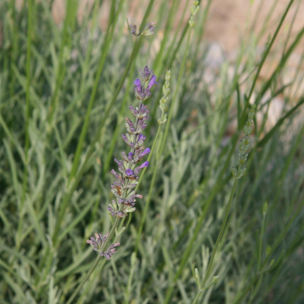 Lavandula x intermedia Nizza