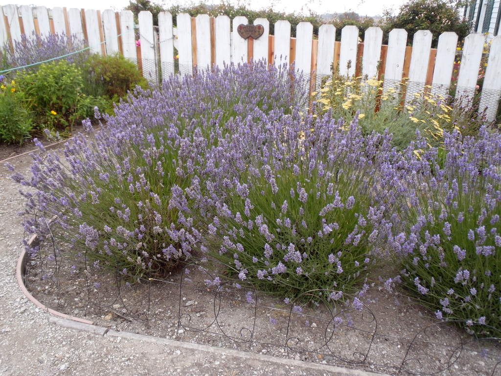 Lavandula angustifolia